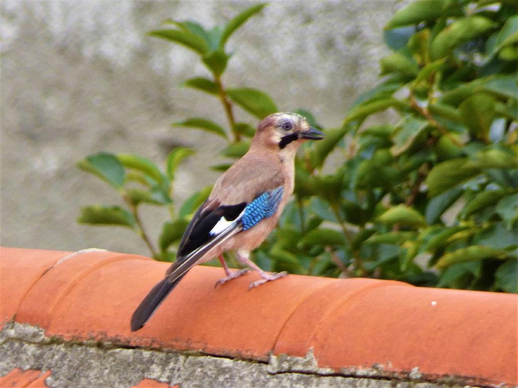 Ghiandaia (Garrulus glandarius)